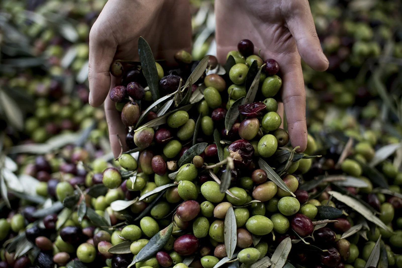 Koroneiki olives on the branch in the Messara valley